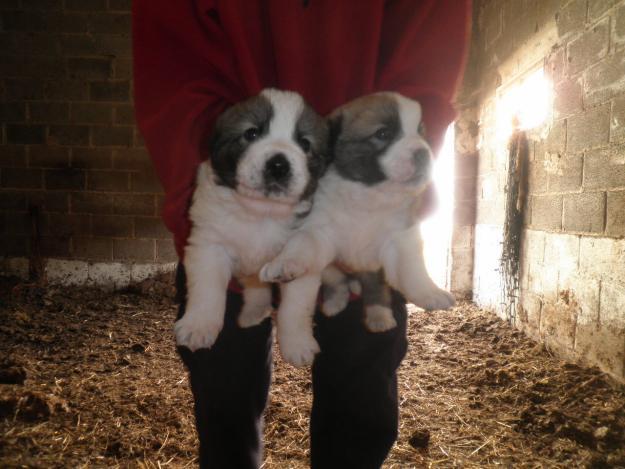 Se venden preciosos cachorros mastin pirineo