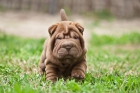 shar peis lilac y azules - mejor precio | unprecio.es