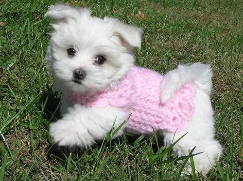 VENDO CAMADA DE CACHORROS BICHON MALTES