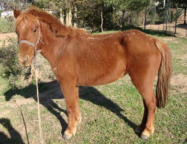 Vendo pony hembra