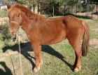 Vendo pony hembra - mejor precio | unprecio.es