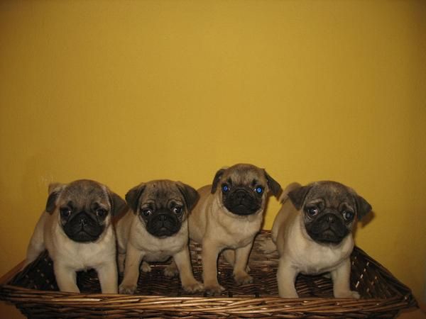 CARLINOS, PRECIOSOA CACHORROS  390