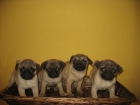 CARLINOS, PRECIOSOA CACHORROS 390 - mejor precio | unprecio.es