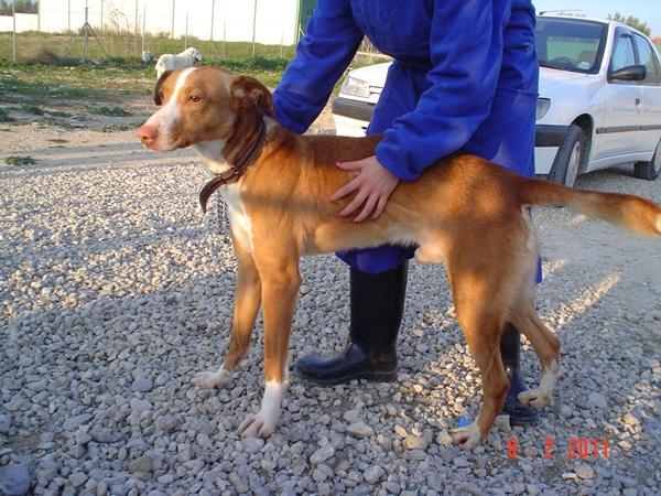 En adopción. CURRO ha perdido lo que más quería. GPAR