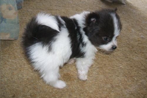 Murcia Pomerania Cachorros
