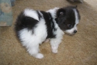 Murcia Pomerania Cachorros - mejor precio | unprecio.es