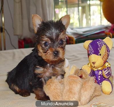 precioso cachorrito yorshire mini toy