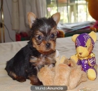 precioso cachorrito yorshire mini toy - mejor precio | unprecio.es
