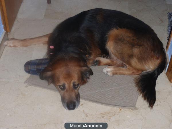 Regalo perro cruce de labrador y pastor belga