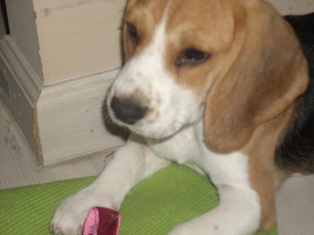 URGENTE VENDO BEAGLE HEMBRA  -- 100€ ---