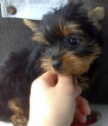 Yorkshire Terrier - mejor precio | unprecio.es