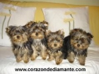 Yorkshire Terrier - mejor precio | unprecio.es