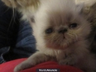 *GATITOS PERSAS HIMALAYOS BB - Asturias-*** - mejor precio | unprecio.es