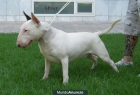 BULL TERRIER 100% INGLES PARA MONTAS - mejor precio | unprecio.es