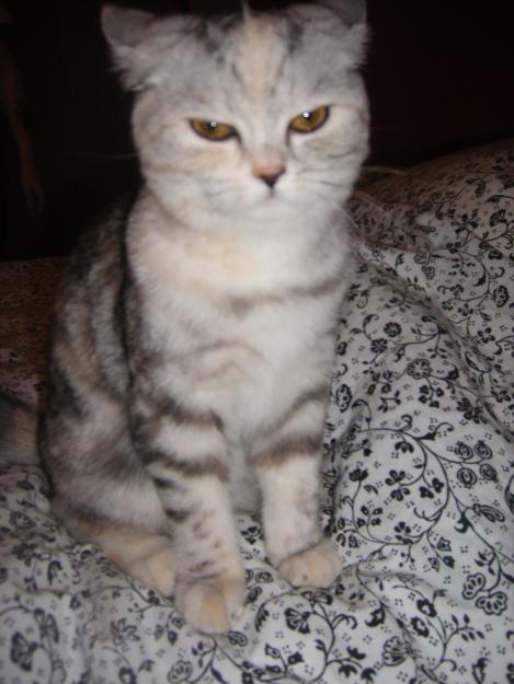 BUSCO NOVIO CON PEDIGREE PARA MI GATA SCOTTISH STRIGHT