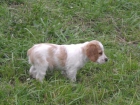 Cachorros de Epagneul Breton - mejor precio | unprecio.es