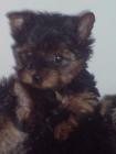 Cachorros de Yorkshires Terrier - mejor precio | unprecio.es
