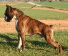 EXCELENTE BOXER PARA EXPOSICIONES - mejor precio | unprecio.es