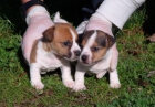 jack russell cachorros - mejor precio | unprecio.es