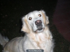 Regalo gonden retriever hembra con pedigri - mejor precio | unprecio.es