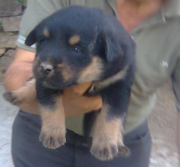 Sabina, x de Rottweiler de un mes