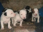SE VENDEN CACHORROS DE PITBULL EN CORDOBA - mejor precio | unprecio.es