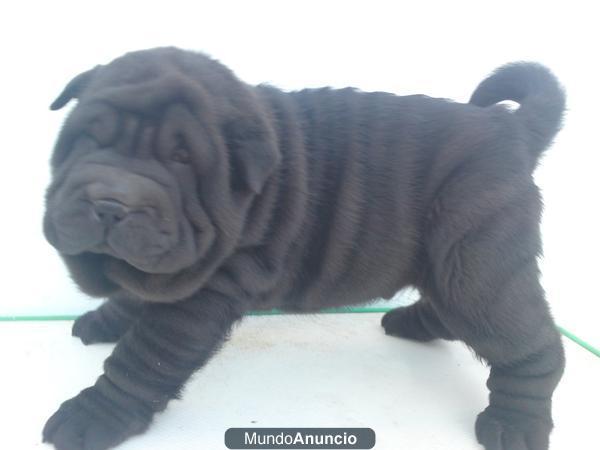 Shar Pei preciosa camada varios colores desde 390€ cachorros  nacionales