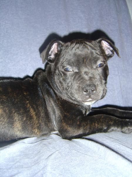 staffordshire bull terrier