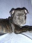 staffordshire bull terrier - mejor precio | unprecio.es