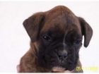 Vendo cachorras boxer PEDIGREE - mejor precio | unprecio.es