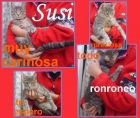 Susi, la gata más mimosa del universo busca una familia - mejor precio | unprecio.es