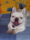 bull dog frances busca novia - mejor precio | unprecio.es