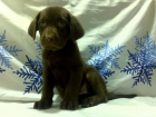 Cachorritos de Labrador color chocolate 450 euros - mejor precio | unprecio.es