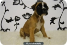 camada de Boxer con pedigree; cachorros para compañia o exposicion a 1 hora - mejor precio | unprecio.es