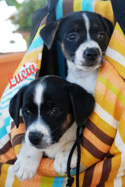 Jack rassell, cachorros a muy buen precio
