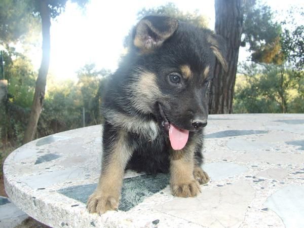 Preciosos cachorros de pastor aleman