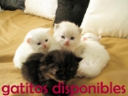Preciosos gatitos persas - mejor precio | unprecio.es