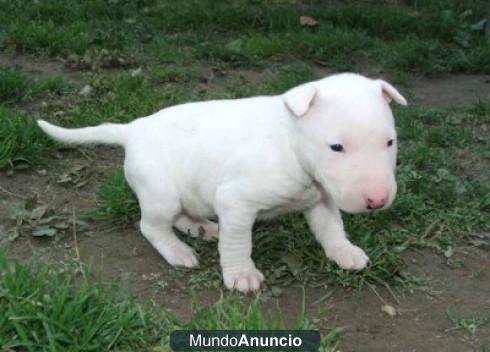 REGALO BULL TERRIER HEMBRA CACHORROS...