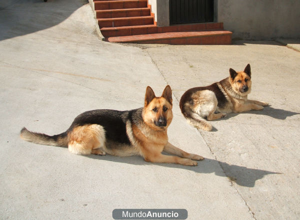 Se veden cachorros de pastor aleman autenticos