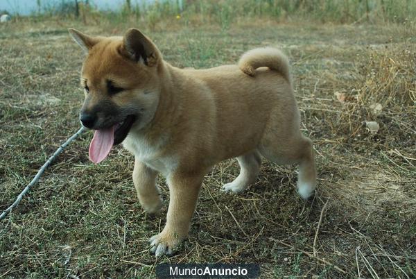 Shiba inu Excelentes Cachorros con 2 Meses Genetica y Caracter de Calidad