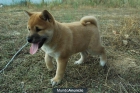 Shiba inu Excelentes Cachorros con 2 Meses Genetica y Caracter de Calidad - mejor precio | unprecio.es