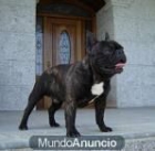bulldog frances para montas - mejor precio | unprecio.es