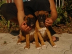 CACHORROS DE BOXER 600 - mejor precio | unprecio.es