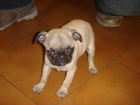 Carlino hembra 430 euros - mejor precio | unprecio.es