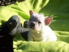 Excelentes Bulldog Frances  150 - mejor precio | unprecio.es