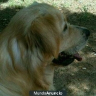 golden retriever para montas - mejor precio | unprecio.es