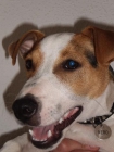 JACK RUSSEL busca novia - mejor precio | unprecio.es