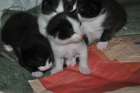 Regalo 4 gatitos. - mejor precio | unprecio.es
