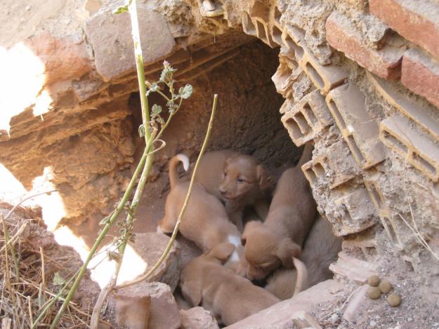 REGALO CACHORRITOS MUY MONOS!