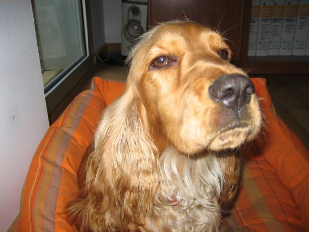 regalo cocker canela